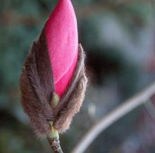 flower bud, opening