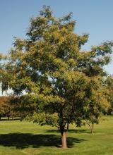plant habit, fruiting plant habit, fruiting