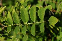 leaf leaf