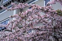 flowering branches