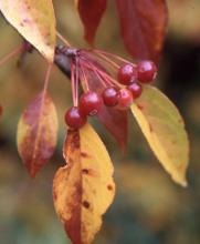 leaves and fruit, fall