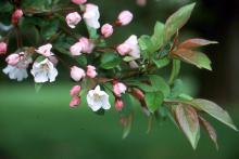 opening flowers