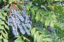fruit cluster and leaves