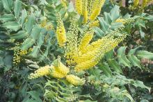 flower cluster and leaves