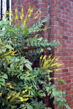 leaves and developing flower clusters
