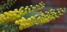 developing flower clusters