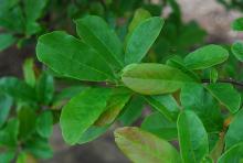 leaves