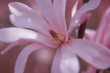 flower, inside