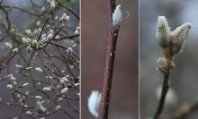 winter buds, vegetative and flower