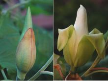 flower, bud and opening