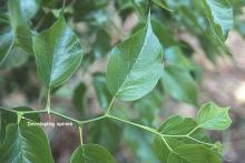 branch with leaves