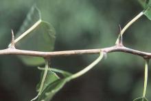mature spines (thorns)