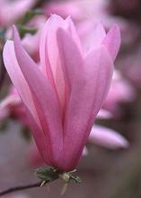 flower flower