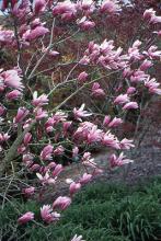 flowers, opening flowers, opening