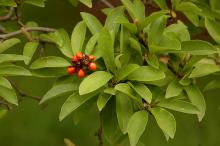 seed cluster and leaves