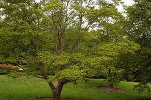 plant habit
