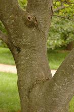 trunk, bark