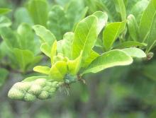 leaves and developing fruit