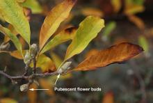 leaves and flower bud, fall