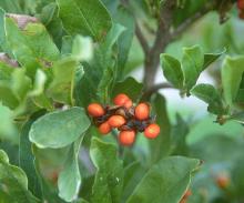mature fruit releasing seeds