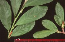 leaves