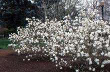 plant habit, flowering