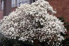 plant habit, flowering