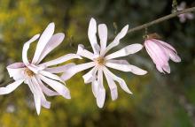 flowers, pink cultivar