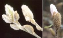 flower buds, winter and spring