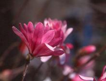 opening flower opening flower