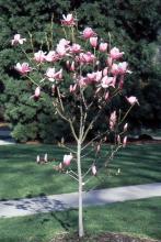 plant habit, flowering