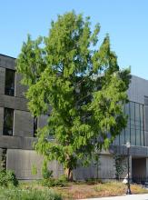 plant habit, summer