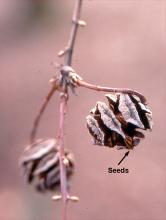 female cones at seed release, early spring