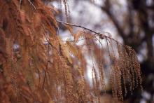 foliage, fall