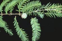 branch with cone