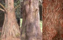 trunk, bark