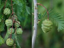 cones and leaves, Sept.