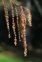 male (pollen) catkins, early spring