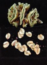 cone collected in October and dried, seeds fully mature