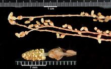 pollen (male) cones