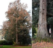 plant habit, winter and trunk