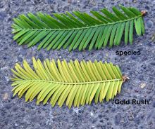 spring branchlet/needles, comparison 