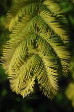 branchlets, needles