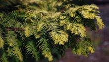 foliage