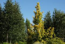 plant habit
