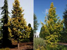 plant habit