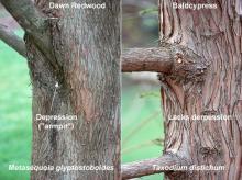 branches, comparison