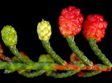 developing and mature cones