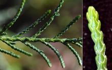 branchlets and leaves