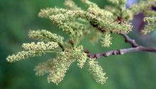 male flower clusters